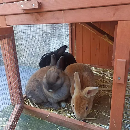 Gimpelchen דירה באד אאוסי